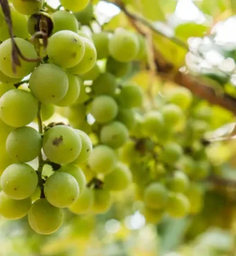 variedades de uva albarino